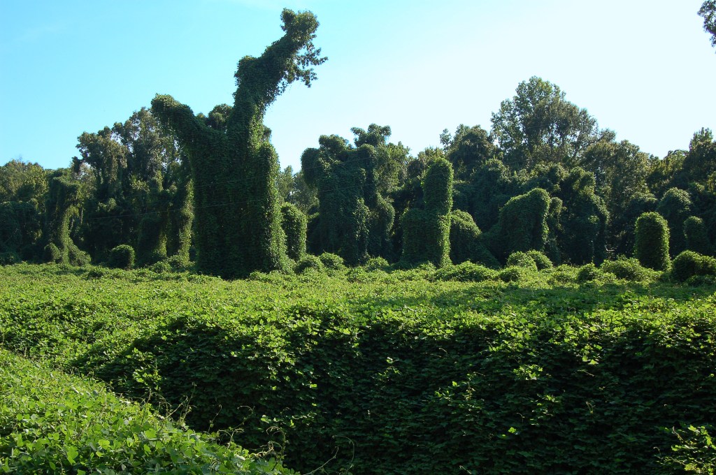 A picture of kudzu (Pueraria montana) growing on and smothering trees in a southern ecosystem.